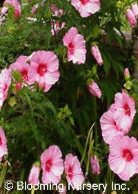 Hibiscus 'Lady Baltimore'